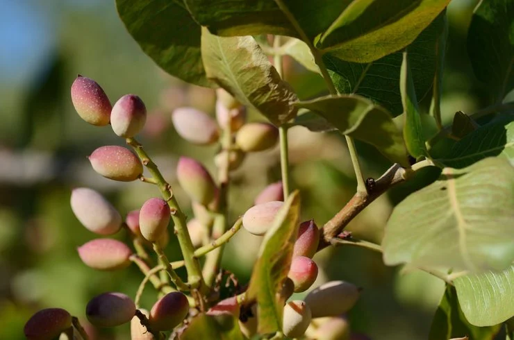 pistacchio di Bronte: l'oro verde